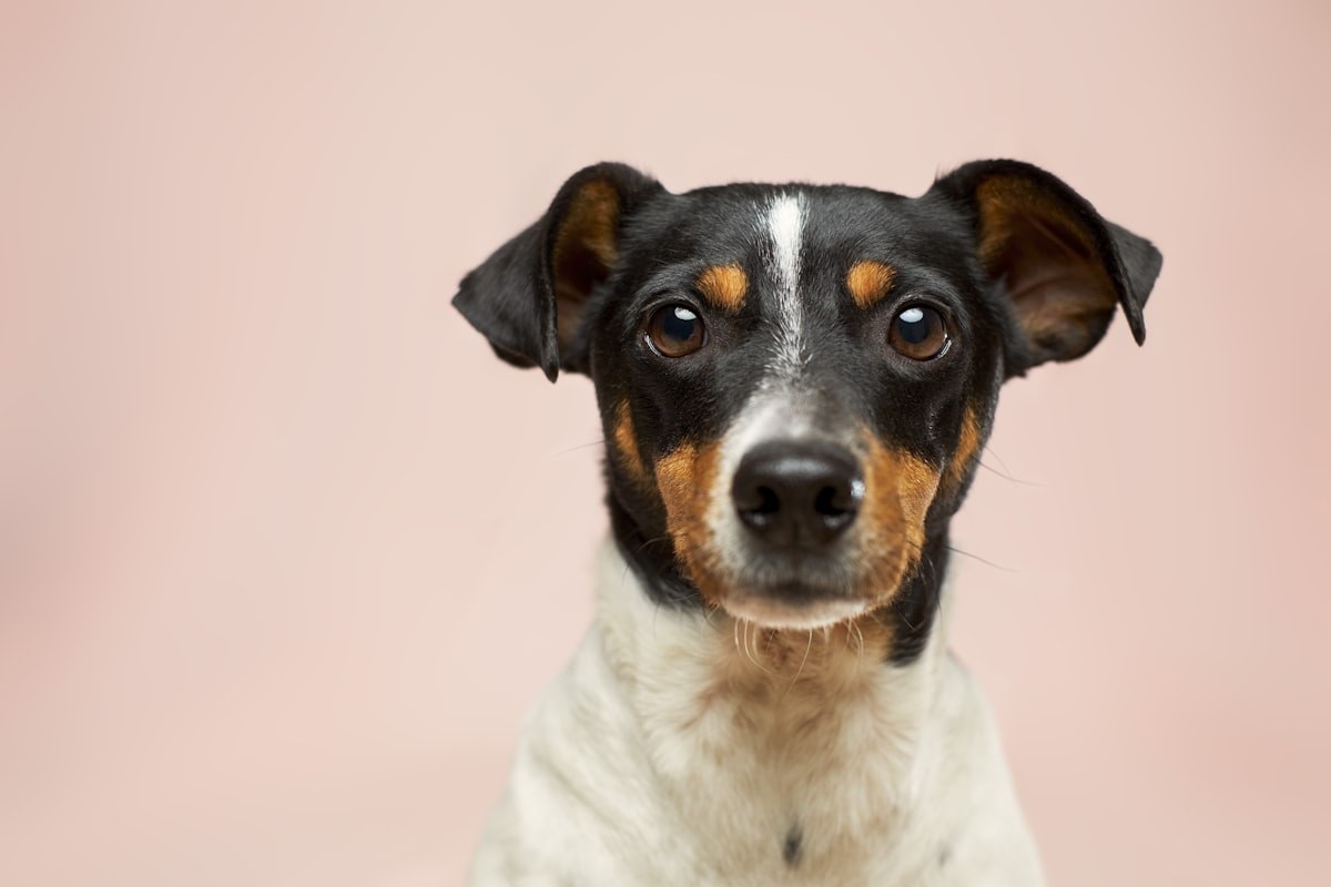 Premium Pet Grooming exterior