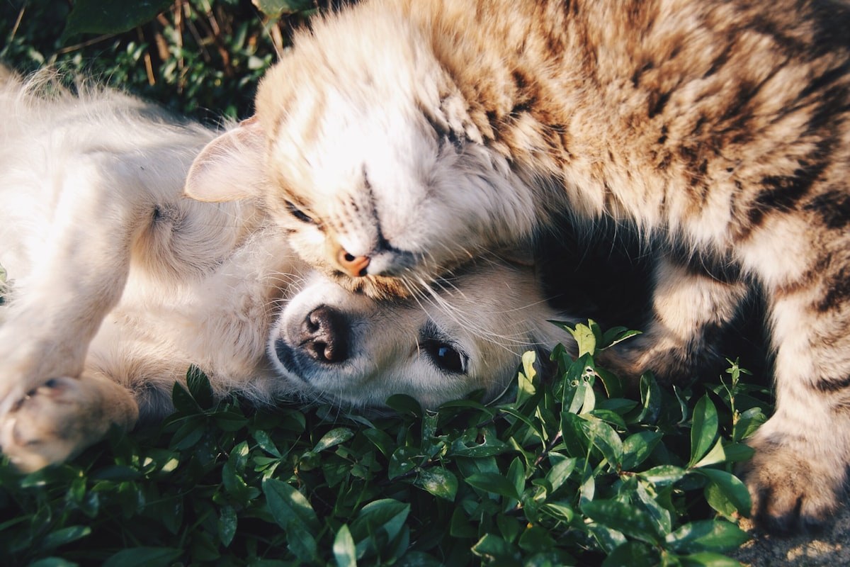 35-Year Established Pet Grooming | Fully Absentee & Highly Profitable exterior