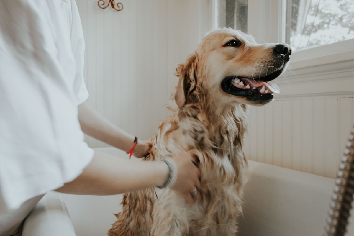 This Gorgeous Pet Grooming exterior